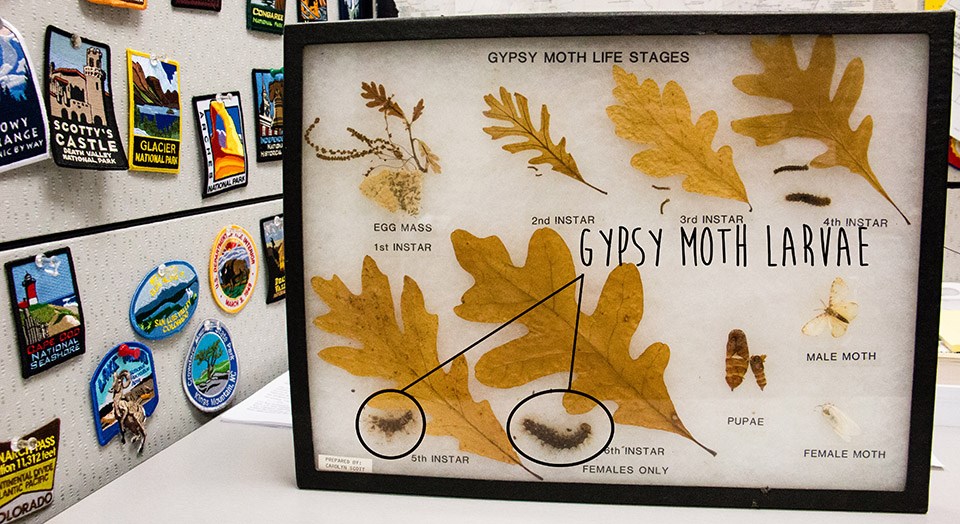 a shadowbox filled with the different life cycles of the gypsy moth