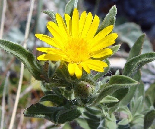 Hairy false goldenaster single bright yellow flower on a small plant with green leaves that have small hairs on them