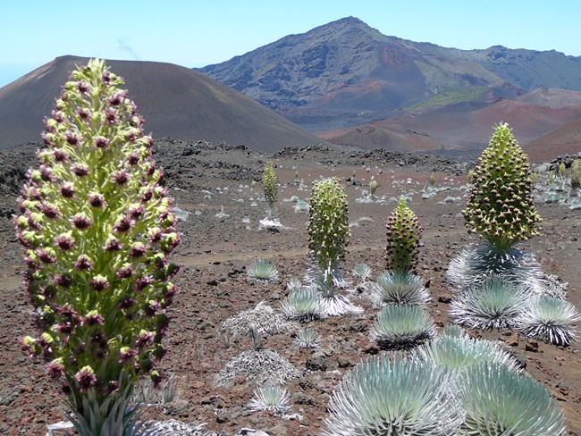 Silversword blooms in the sliding sands landscape