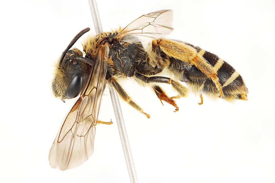 Head view of pinned bee, Halictus rubicundus
