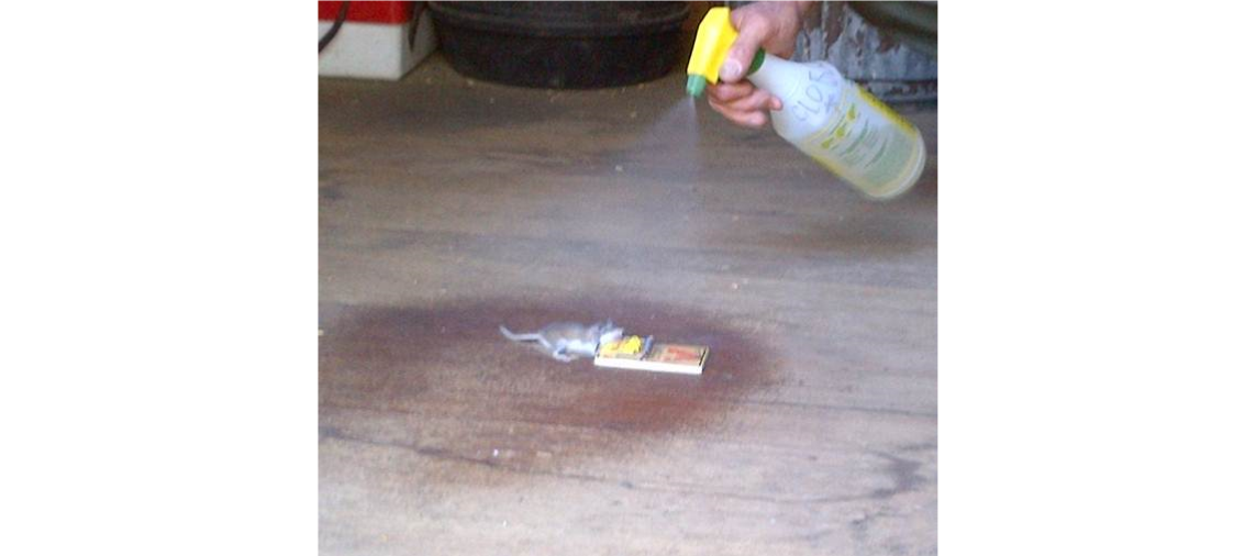 A person sprays a plastic bottle of solution at a dead mouse in a trap
