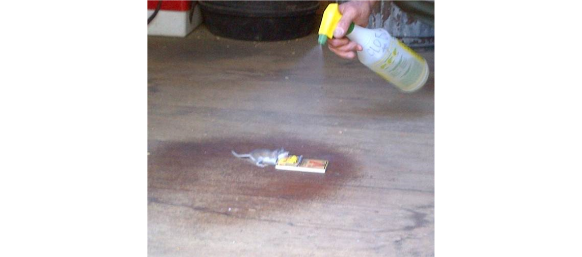A person sprays a plastic bottle of solution at a dead mouse in a trap A person sprays a plastic bottle of solution at a dead mouse in a trap