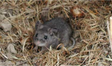 mice