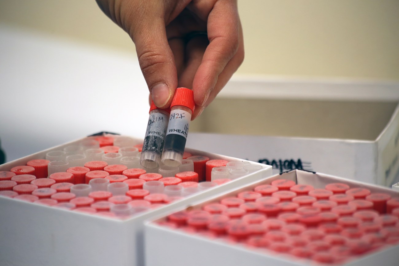 Whole blood collected 14 and 20 years ago (from long-time alphas 21 and 42 of the Druid Peak pack) remain on file for future analysis. Samples to be sent for DNA analysis have to be stored in a freezer set at -80ºC.