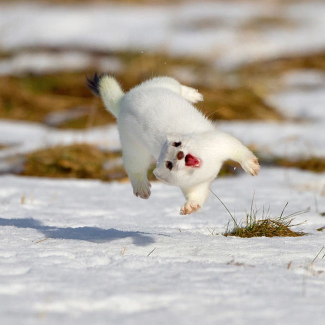a weasel in mid air doing its war dance.