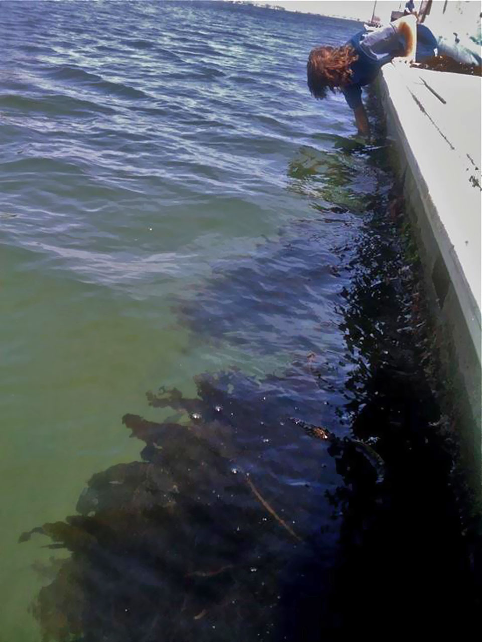 Invasive Kelp Spreads into New Territory (U.S. National Park Service)