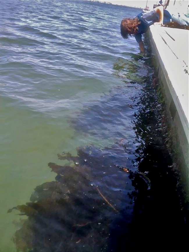 Person leaning over the side of a dock, looking at Undaria plants clinging to the side, just below the water line