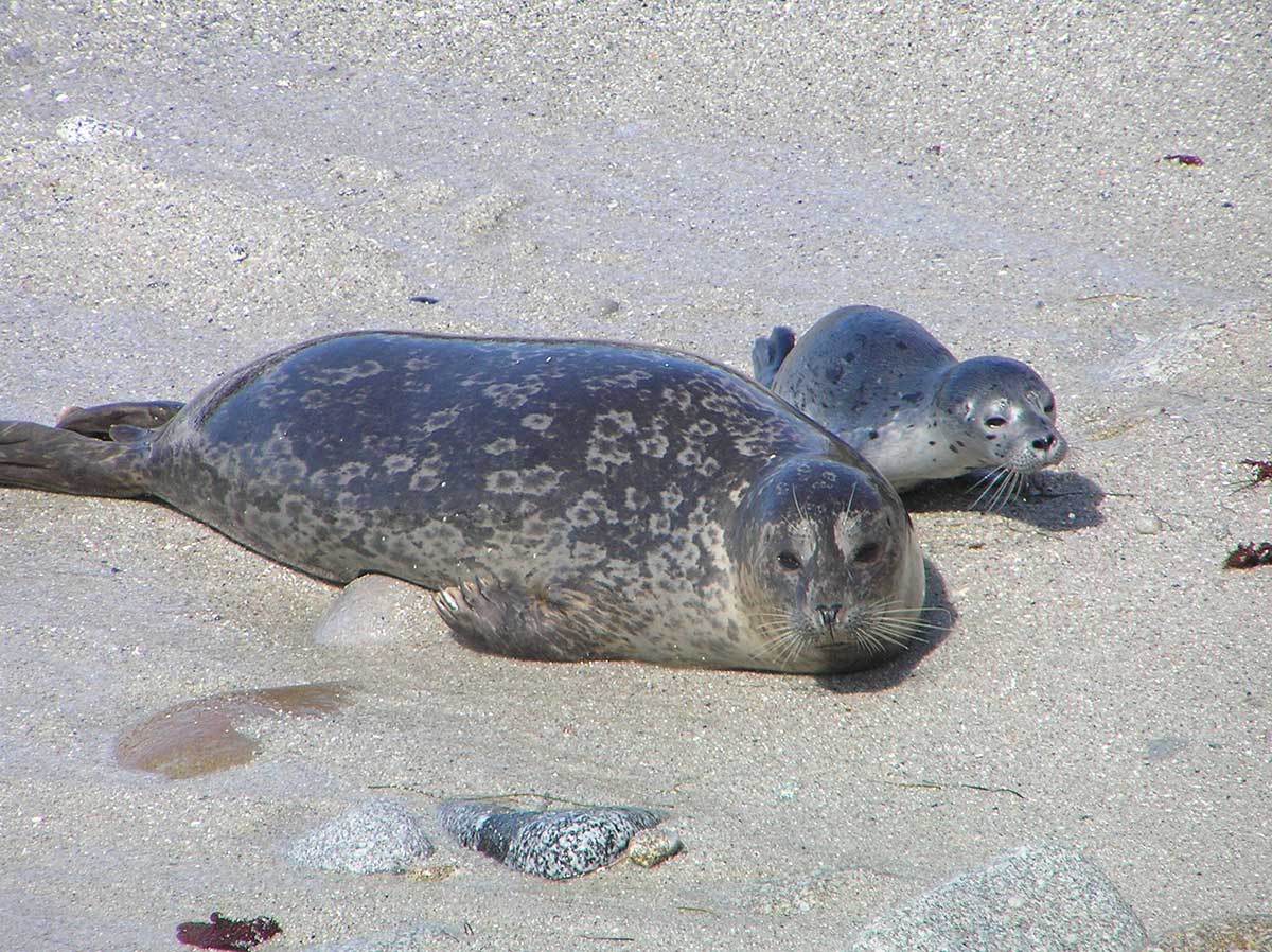 Mother & baby harbor seal on sandy beach