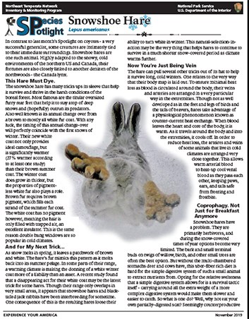 snowshoe hare pdf download