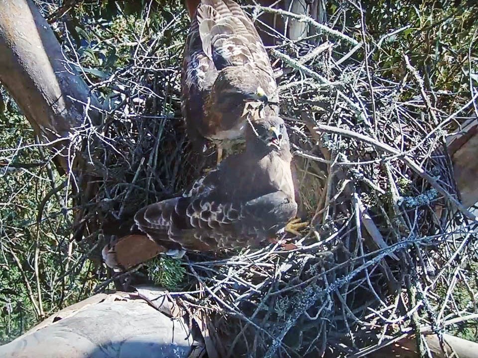 Two red-tailed hawks interacting with each other as they try to add another stick to their nest