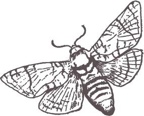 Hawk moth illustration