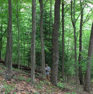 Person recording data in an oak-hickory forest with a single healthy hemlock tree