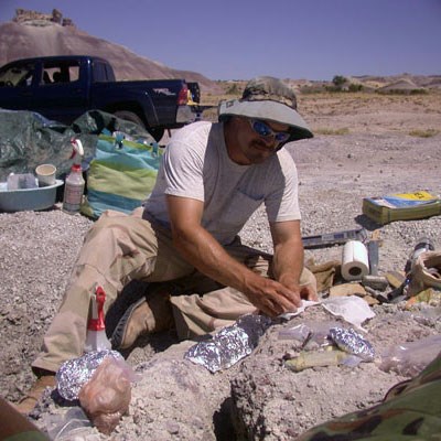 heckert_1 a person working to wrap a fossil in plaster