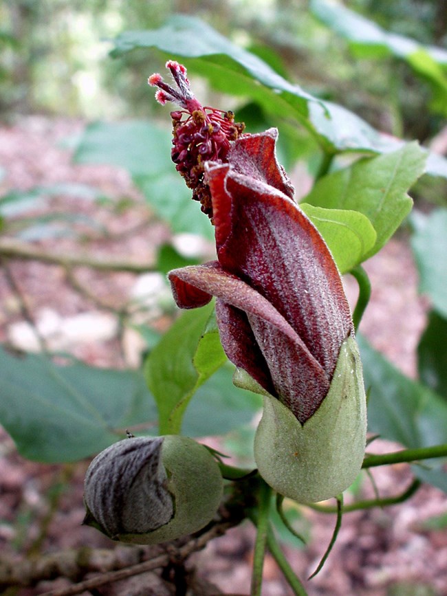 Hibiscus sp. Hibiscus sp.