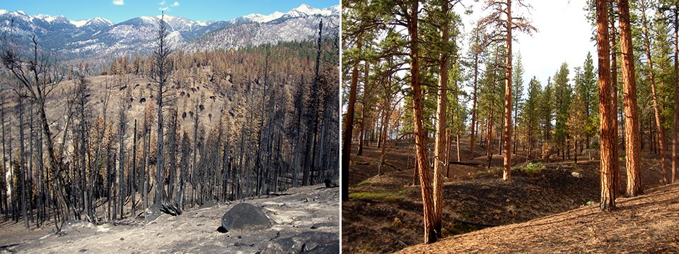 Left: Burned landscape with ash and burned trees. Right: Lightly burned ponderosa pine forest with living trees.