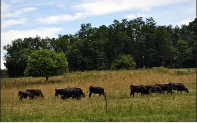 Cows in a field at the Martin Van Buren site
