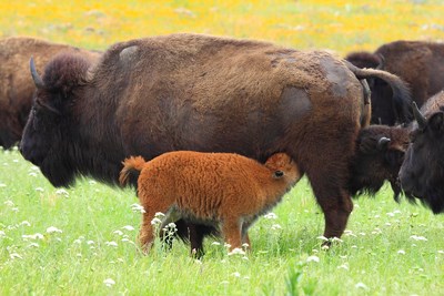 A young, fuzzy calf nurses from its mother