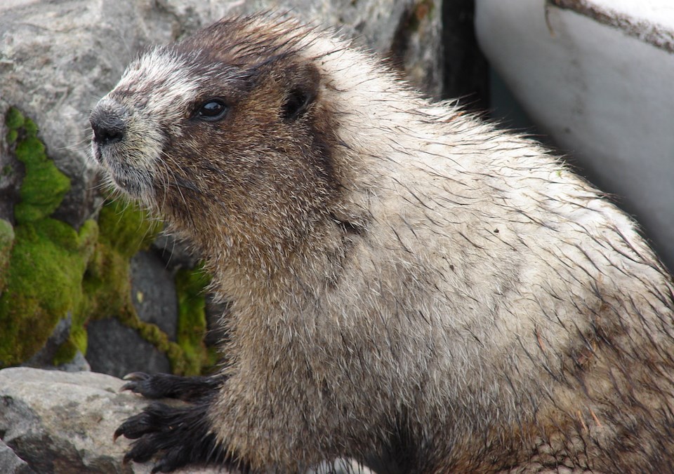 Hoary Marmot A large rodent like animal with grey-brown fur.