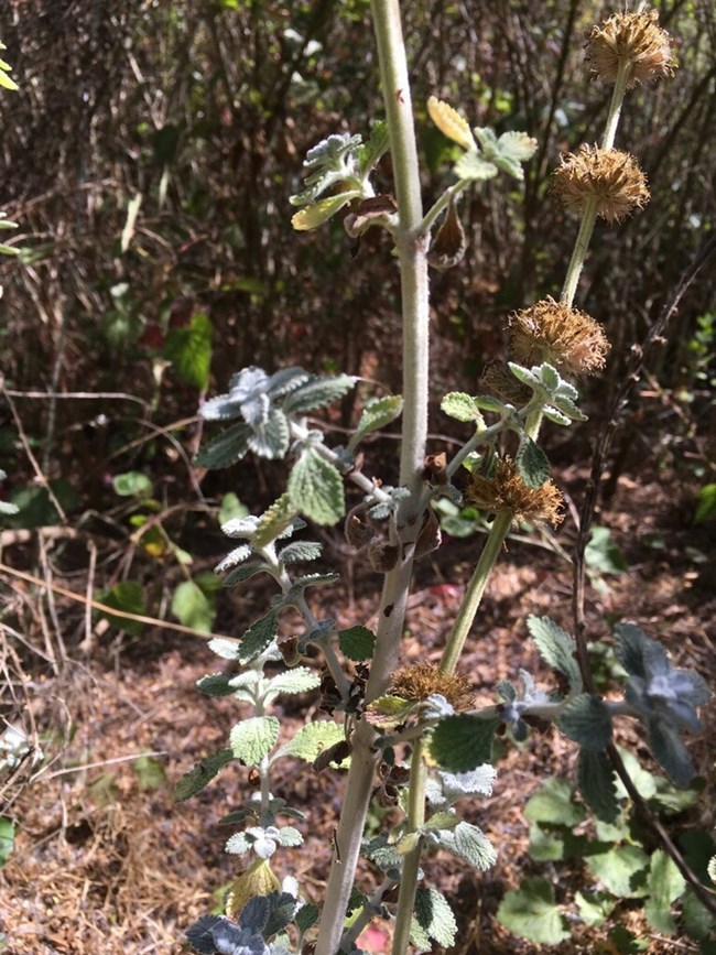 horehound Horehound