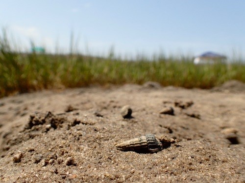 Horn snail shell visible in foreground of a salt marsh