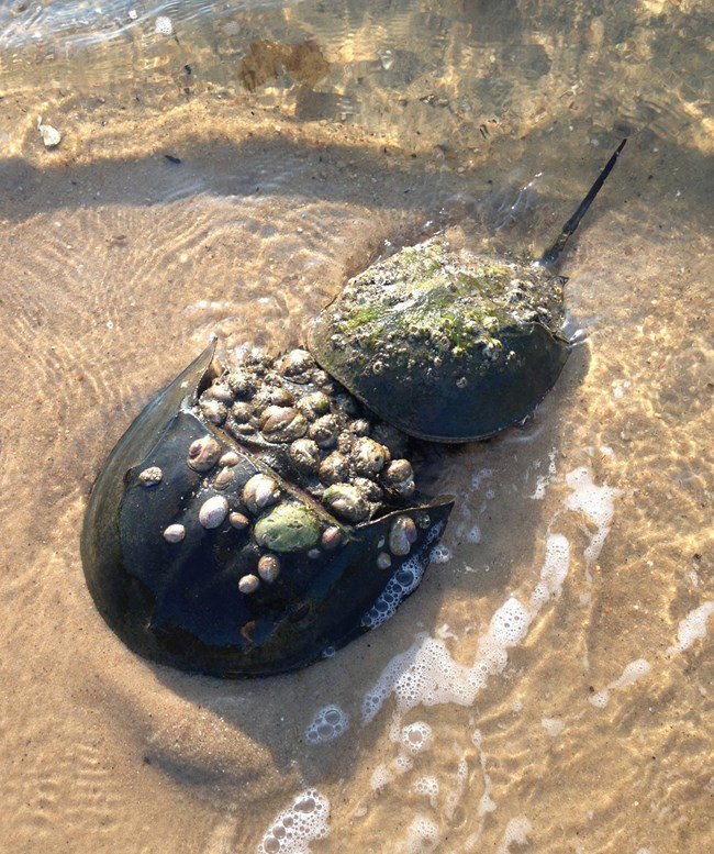 A male horseshoe crab clasps on to the back of a larger female horseshoe crab on the shoreline