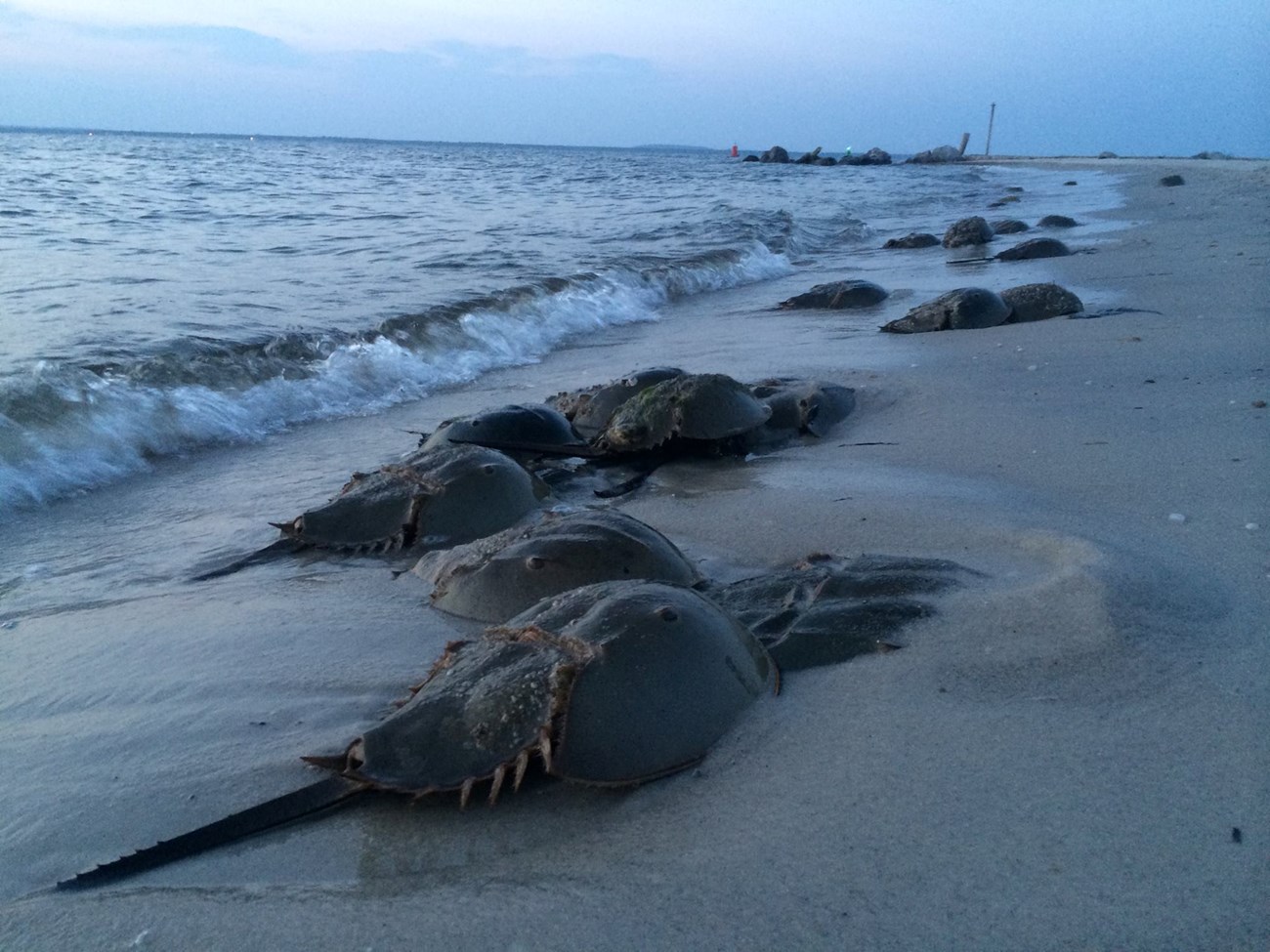 Horseshoe crabs converge while wave lap on the shores of a beach