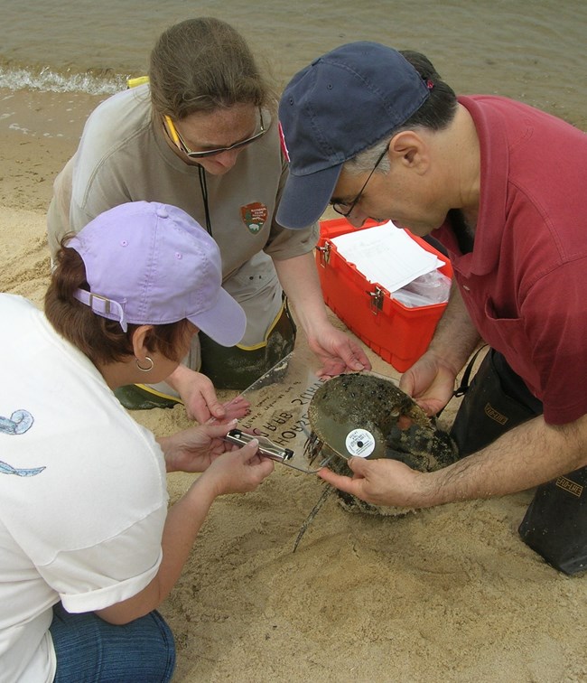 researchers and vollunteers place a tag on the upper shell of a horseshoe crab