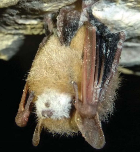 A brown bat hanging upsides down with a fuzzy, white muzzle