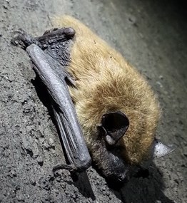 A roosting big brown bat