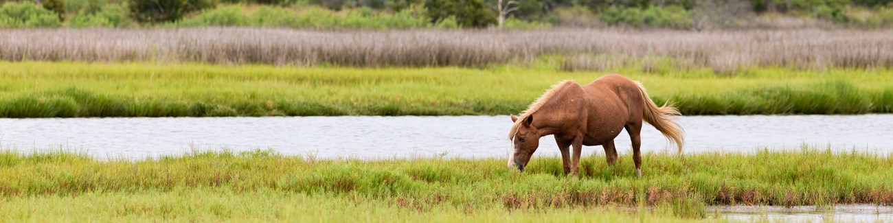 A horse grazes on grass