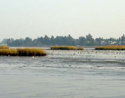 Hybrid cordgrass Landscape shot of hybrid cordgrass in San Francisco Bay salt marshes.