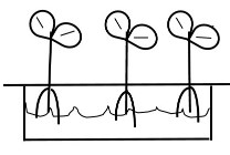 hydroponics air-gap drawing of air-gap method