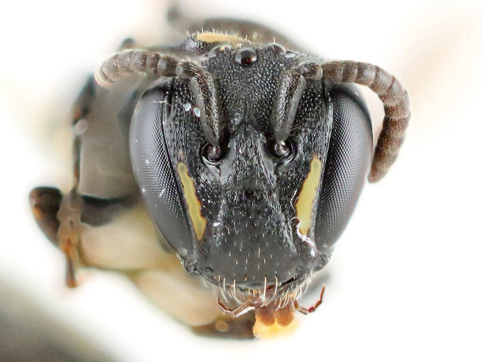 Head view of pinned bee, Hylaeus modestus
