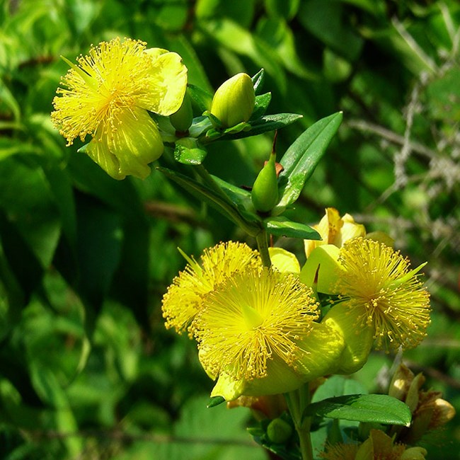 Bright yellow flowers of shrubby cinquefoil