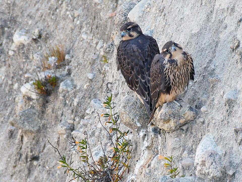 Two prairie falcon fledglings perched back-to-back on rocks protruding from a cliff face