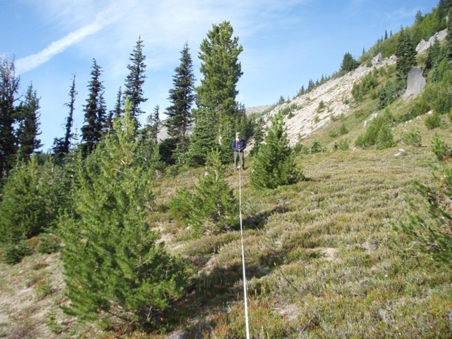Person measuring a stand of trees