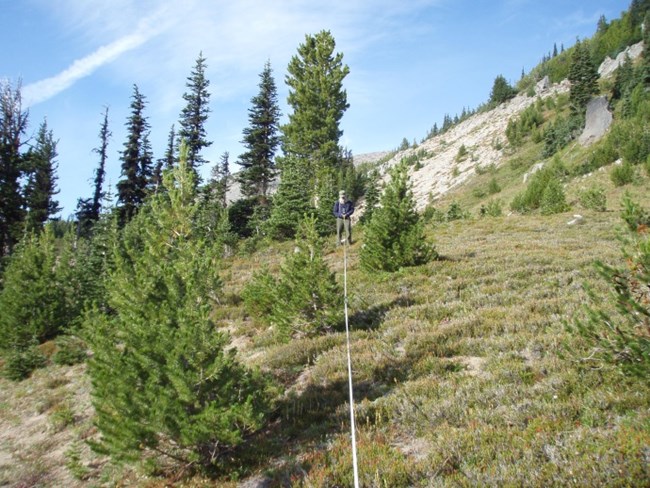Whitebark pine and subalpine fir stand Person measuring a stand of trees