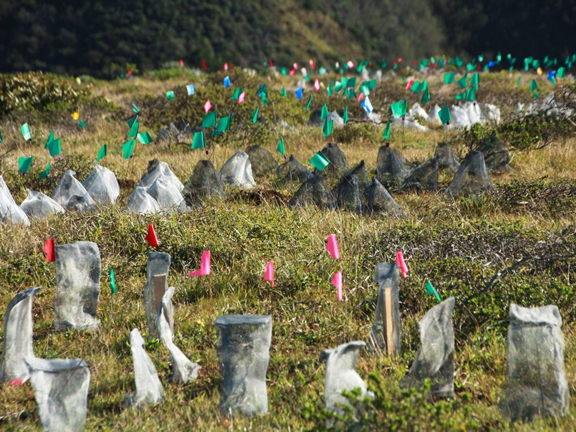 Hundreds of newly-planted seedlings protected by cages and marked with colored flags