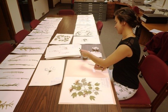 Intern preparing herbarium specimens for scanning
