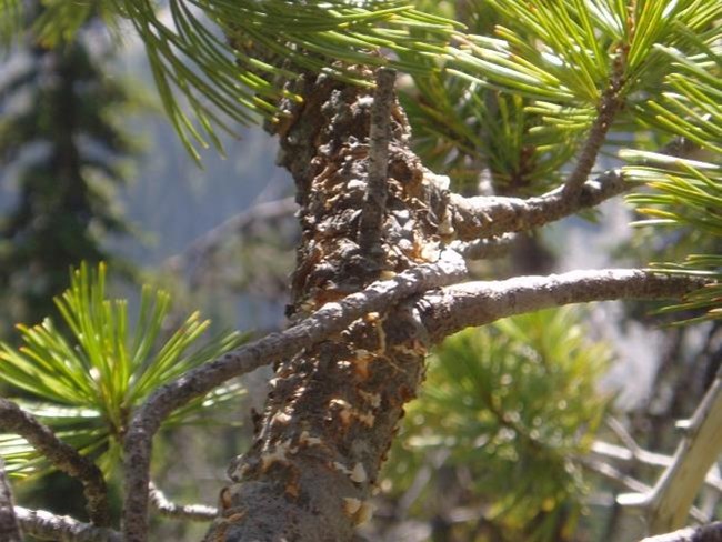 Stem canker on whitebark pine White and red lesions around a whitebark pine stem