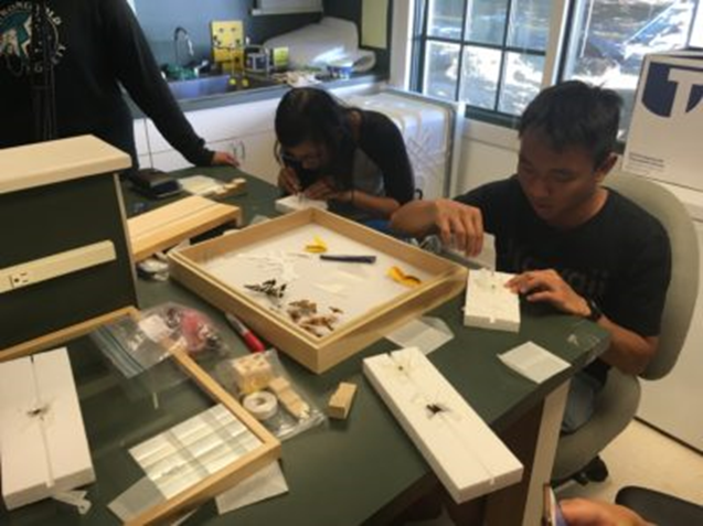 Two young people learning to mount butterflies