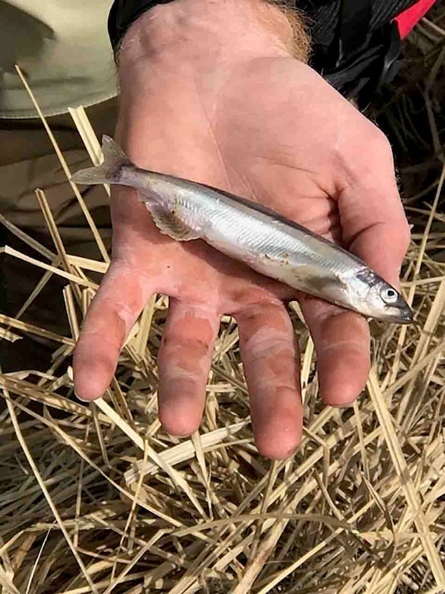 eulachon in hand A researcher holds an adult eulachon before measuring it.