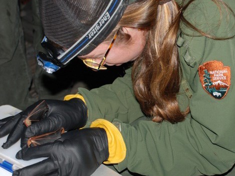 A biologist examining a bat. A biologist examining a bat.