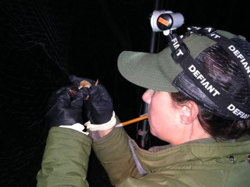 A National Park Service biologist removing a bat from a mist net. A National Park Service biologist removing a bat from a mist net.