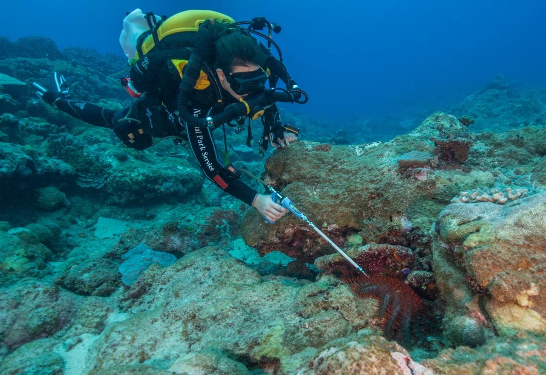 scientist underwater probing crown of thorns.
