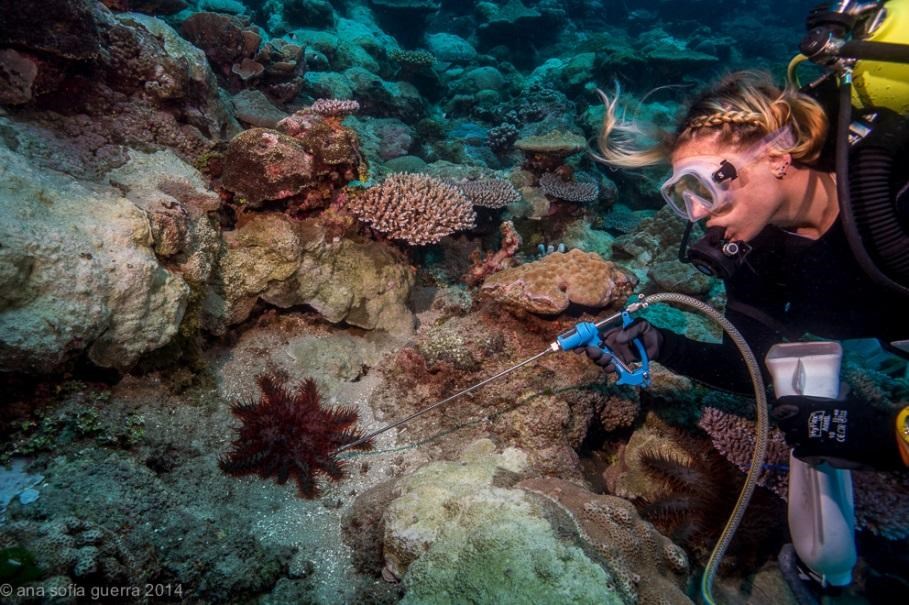 Scientist underwater injecting fluid into crown of thorn.