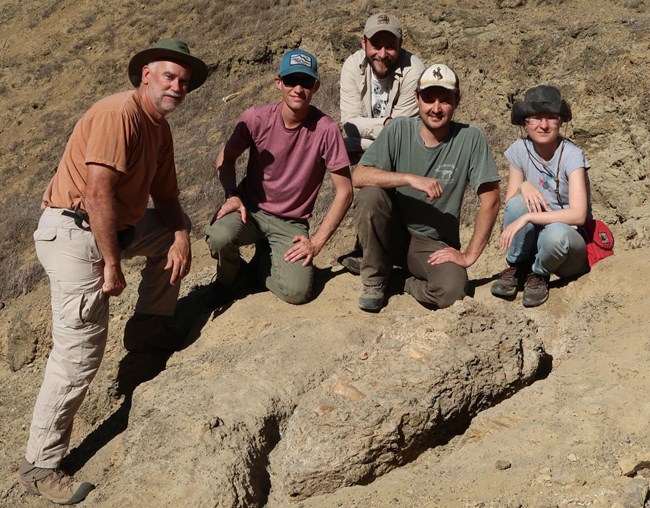 Group of five people posing behind the partially excavated sea cow fossil