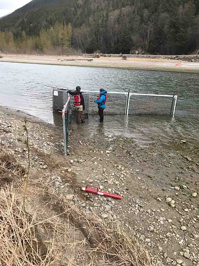 Researchers collect fish from a trap on the Taiya River, Skagway, Alaska.