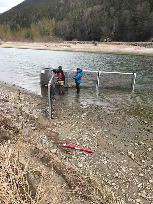 Fish trap on the Taiya River. Researchers collect fish from a trap on the Taiya River, Skagway, Alaska.