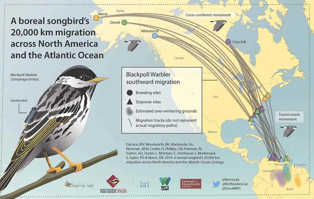 An infographic showing the  migratory pathways of blackpoll warblers from Alaska to South America.